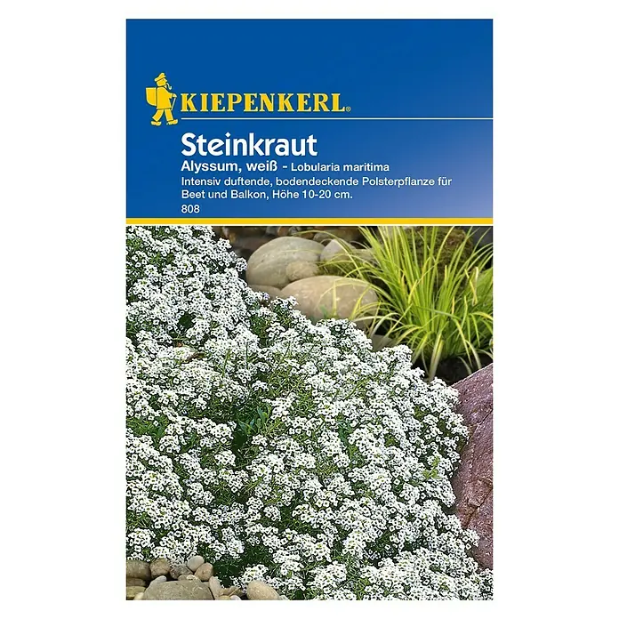Kiepenkerl Blumensamen Steinkraut - Lobularia maritima, Weiß, Blütezeit: Juni - Vorderansicht