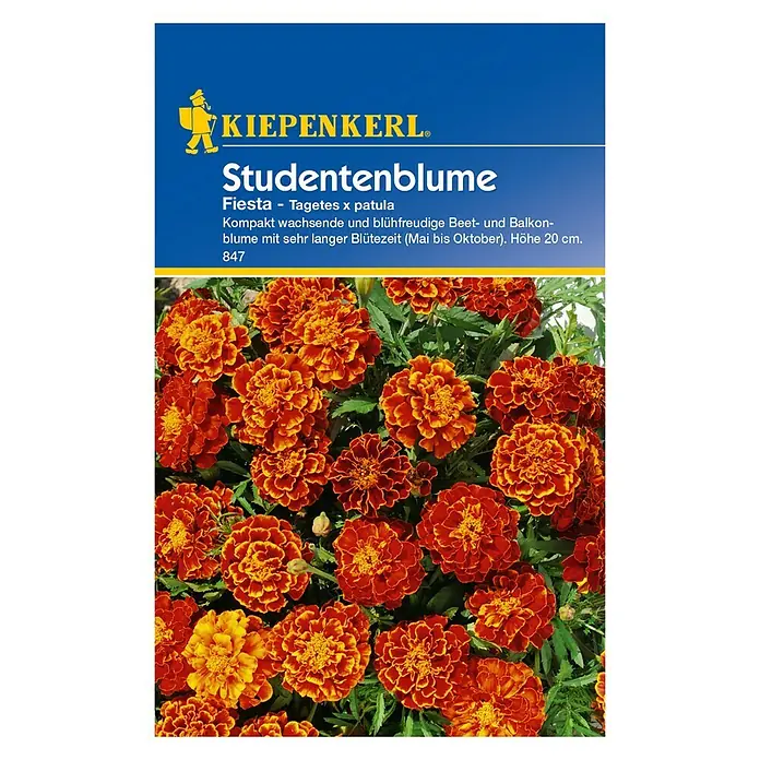 Kiepenkerl Blumensamen Studentenblume - Tagetes patula, Fiesta, Blütezeit: Mai - Vorderansicht