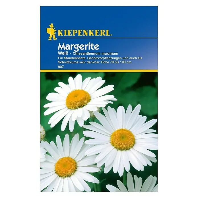 Kiepenkerl Blumensamen Margerite - Chrysanthemum maximum, Weiß - Vorderansicht