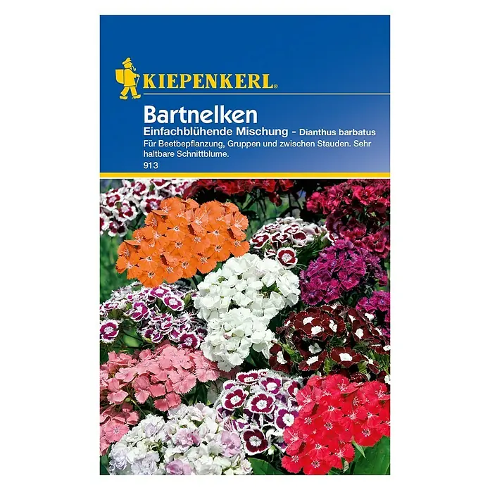 Kiepenkerl Blumensamen Bartnelke - Dianthus barbatus, Mehrfarbig - Vorderansicht