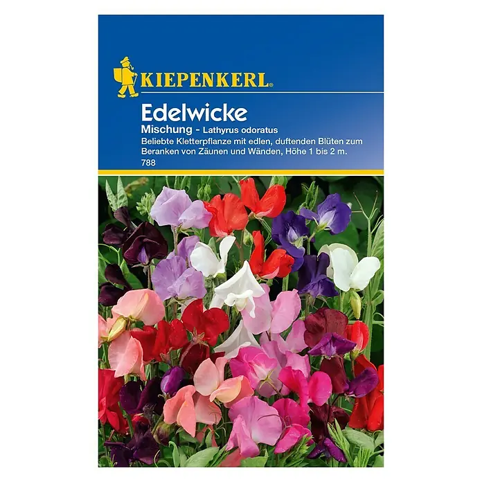 Kiepenkerl Blumensamen Edelwicke - Lathyrus odoratus, Mischung, Blütezeit: Juni - Vorderansicht