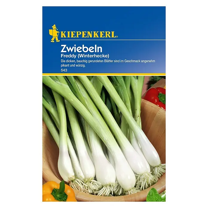 Kiepenkerl Gemüsesamen Zwiebel Freddy - Allium fistulosum, Erntezeit: Ganzjährig - Vorderansicht
