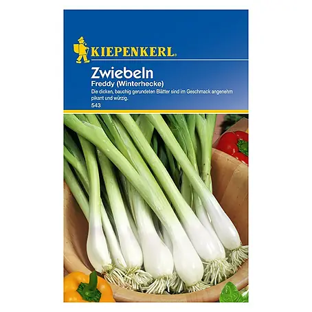 Kiepenkerl  Gemüsesamen Zwiebel Freddy