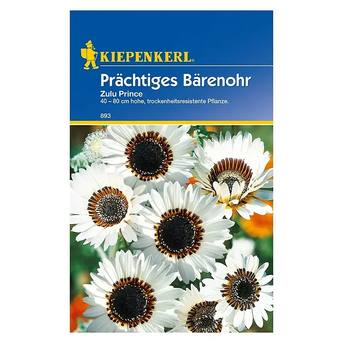 Kiepenkerl Blumensamen Bärenohr - Arctotis fastuosa, Weiß - Vorderansicht