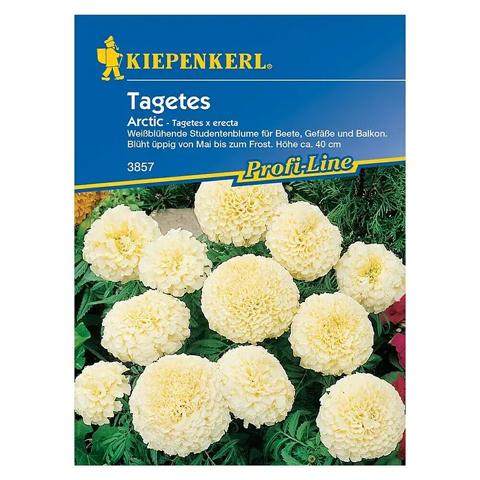 Kiepenkerl Blumensamen Studentenblume - Tagetes erecta, Arctic, Blütezeit: Mai - Vorderansicht
