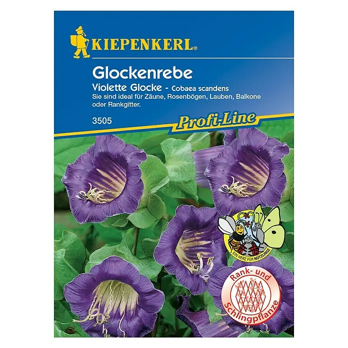 Kiepenkerl Blumensamen Glockenrebe - Cobaea scandens, Lila - Vorderansicht