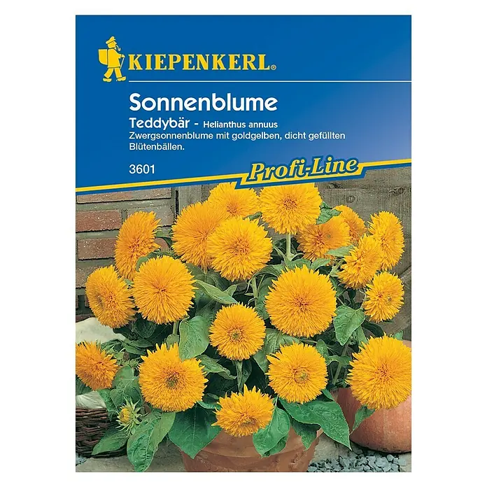 Kiepenkerl Blumensamen Sonnenblume - Helianthus annuus, Teddybär, Blütezeit: August - Vorderansicht