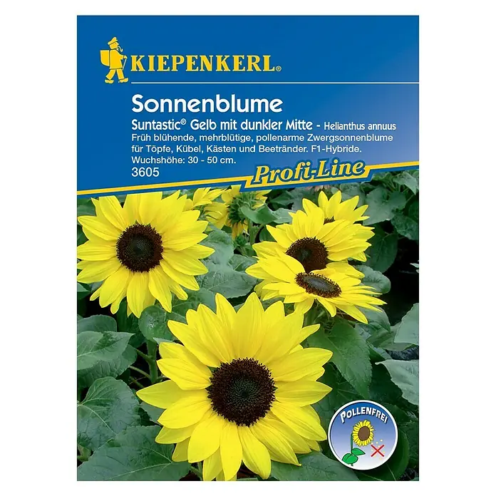 Kiepenkerl Blumensamen Sonnenblume - Helianthus annuus, Suntastic, Blütezeit: Juli - Vorderansicht