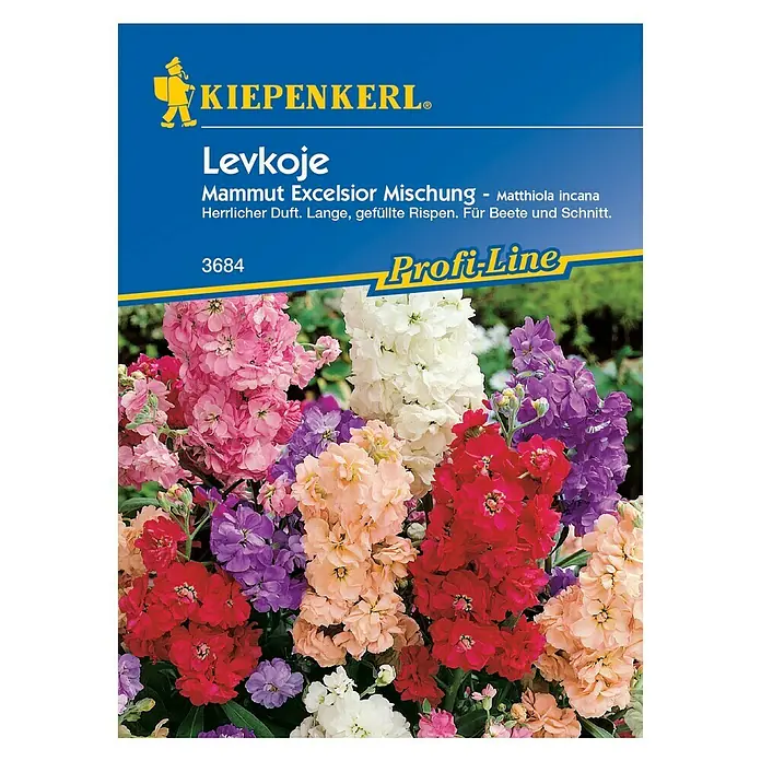 Kiepenkerl Blumensamen Levkoje - Matthiola incana, Mehrfarbig - Vorderansicht