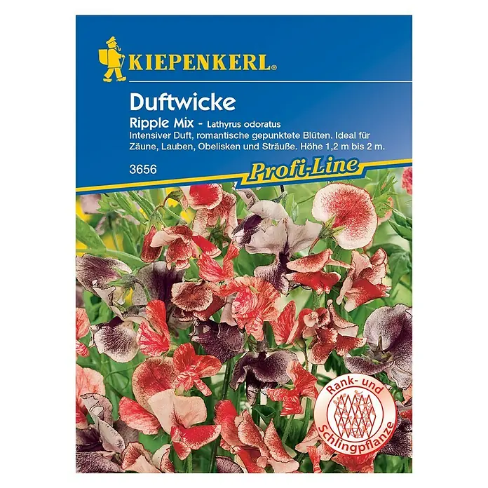Kiepenkerl Blumensamen Duftwicke - Lathyrus odoratus, Ripple Mix, Blütezeit: Juli - Vorderansicht