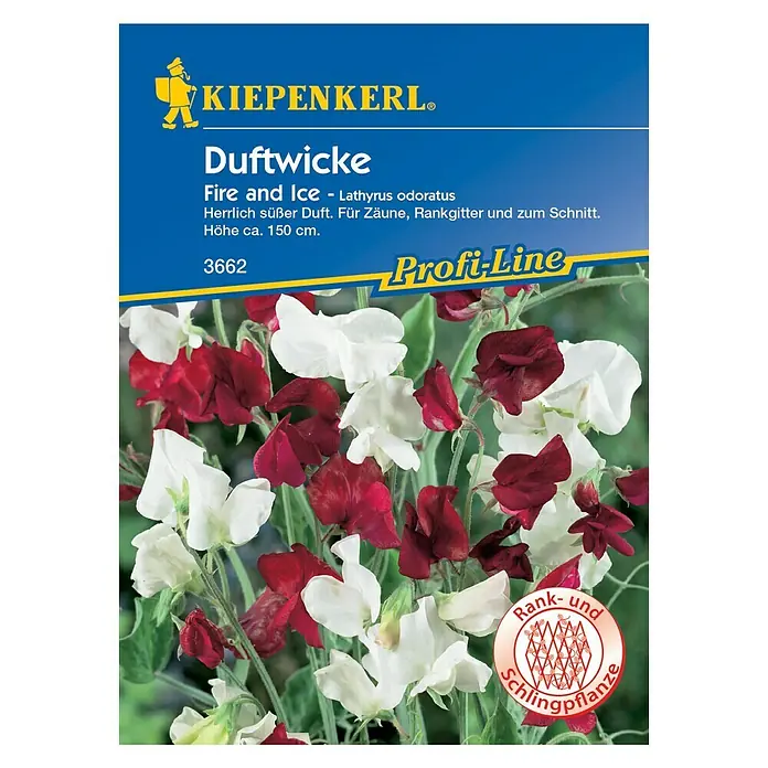 Kiepenkerl Profi-Line Blumensamen Duftwicke - Lathyrus odoratus, Fire & Ice, Blütezeit: Juli - Vorderansicht