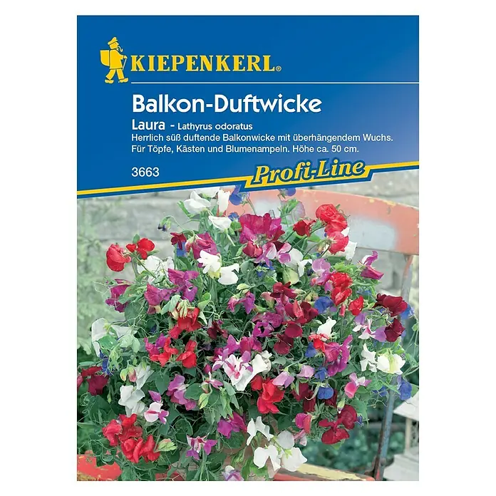 Kiepenkerl Blumensamen Duftwicke - Lathyrus odoratus, Laura, Blütezeit: Juli - Vorderansicht