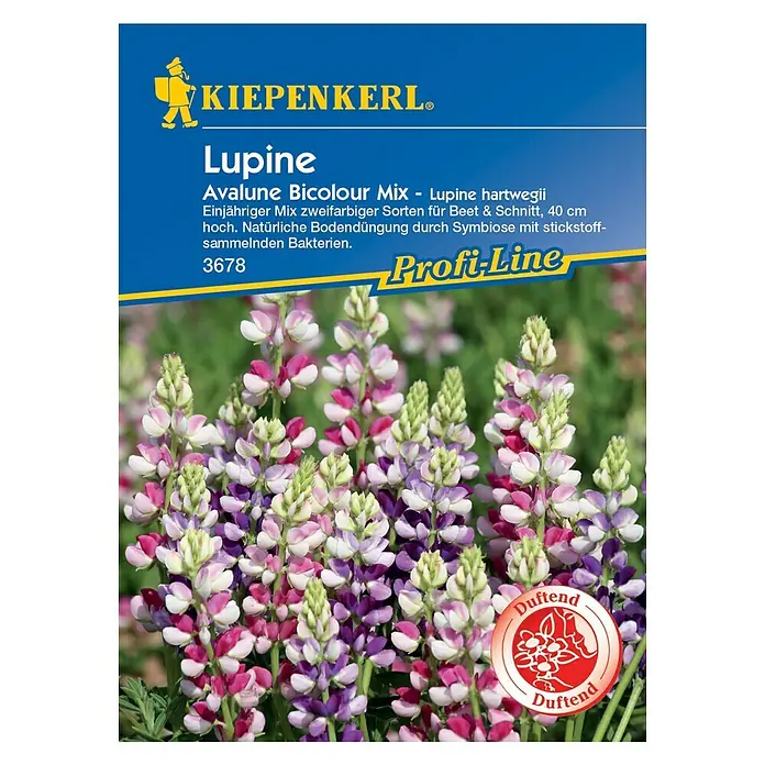 Kiepenkerl Blumensamen Lupine Avalune Bicolour Mix - Lupinus hartwegii, Mehrfarbig - Vorderansicht