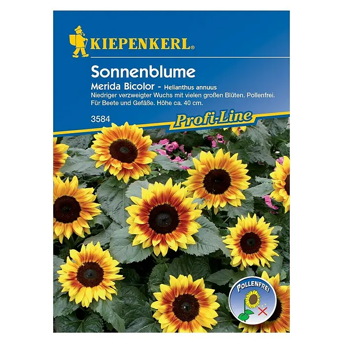 Kiepenkerl Profi-Line Blumensamen Sonnenblume - Helianthus annuus, Merida Bicolor, Blütezeit: Juli - Vorderansicht