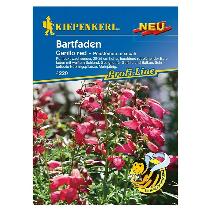 Kiepenkerl Blumensamen Bartfaden Carillo Red - Penstemon mexicali, Rot - Vorderansicht