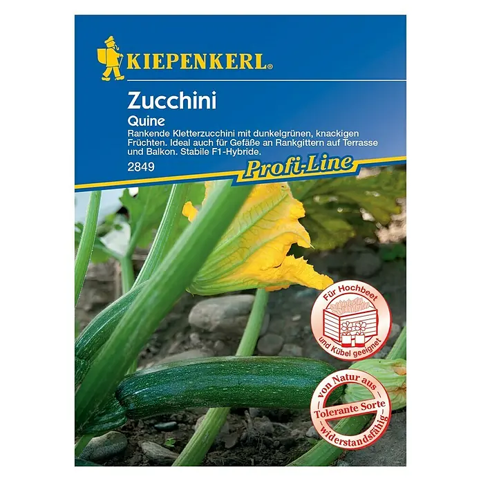 Kiepenkerl Profi-Line Gemüsesamen Zucchini - Quine, Cucurbita pepo, Erntezeit: Juli - Vorderansicht