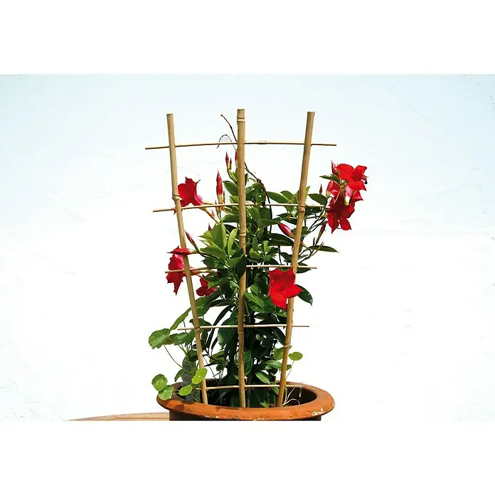 Floraworld Rankhilfe Bambus - 44 cm x 160 mm, Holz, Natur - Stimmungsaufnahme
