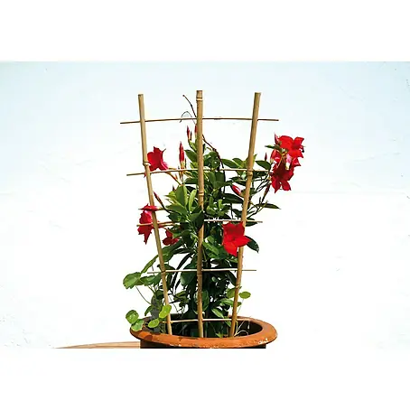Floraworld  Rankhilfe Bambus