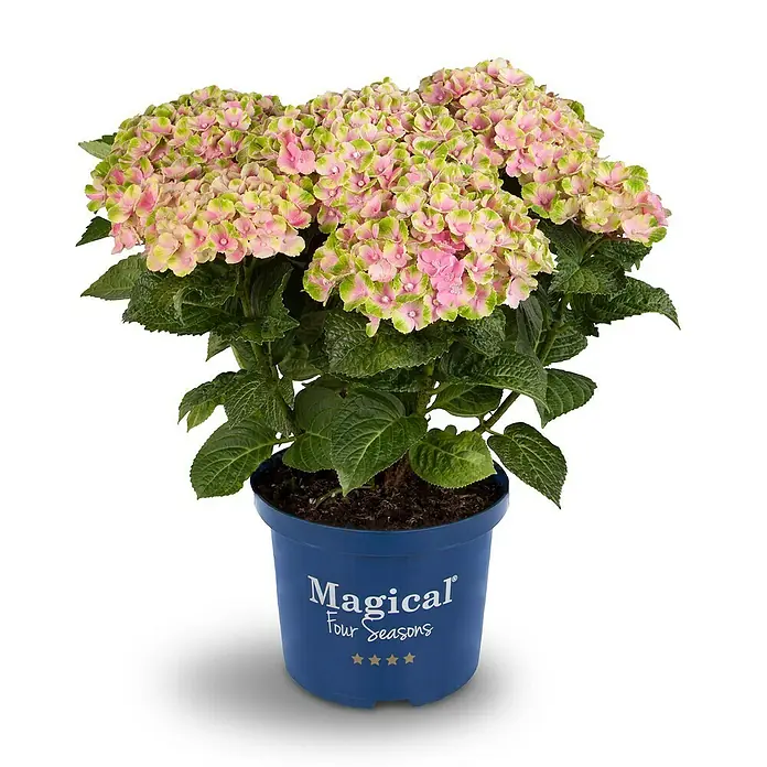 Piardino Hortensie - Hydrangea macrophylla 'Magical', Artenabhängig - Vorderansicht