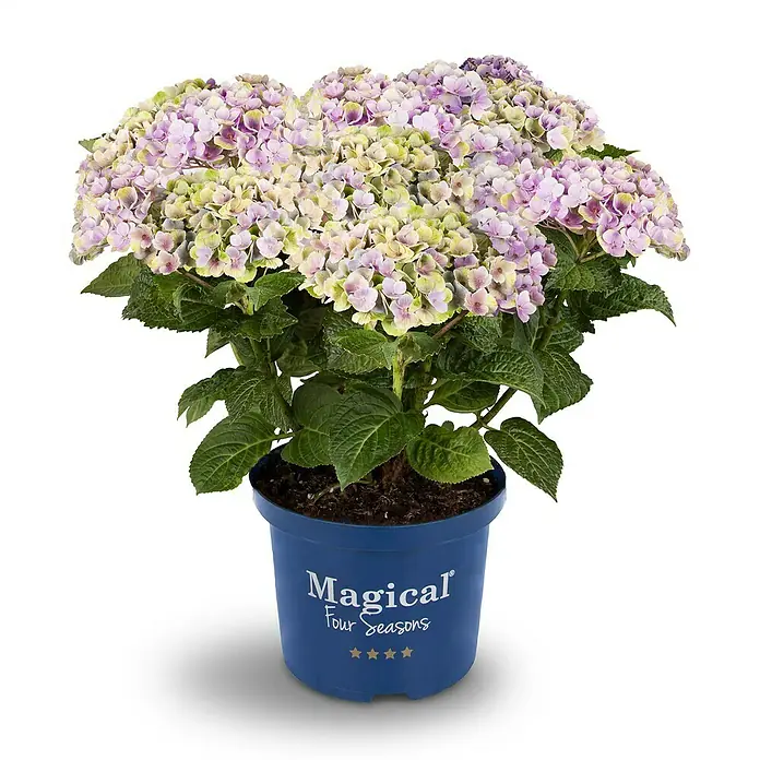 Piardino Hortensie - Hydrangea macrophylla 'Magical', Artenabhängig - Vorderansicht