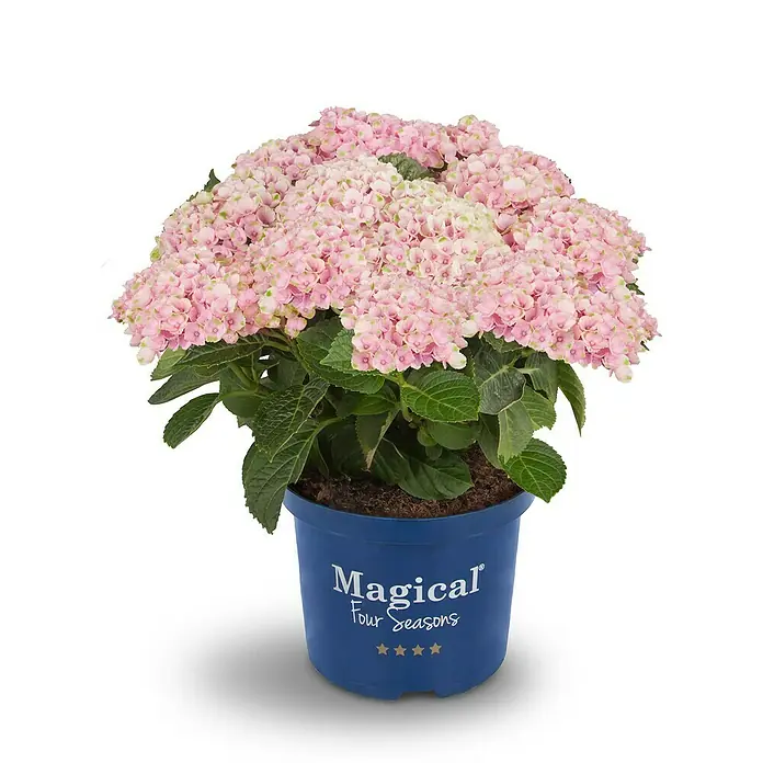 Piardino Hortensie - Hydrangea macrophylla 'Magical', Artenabhängig - Vorderansicht