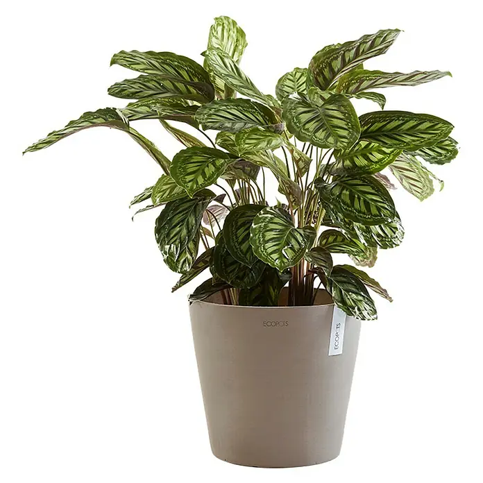 Ecopots Amsterdam Pflanztopf - Außenmaß (Ø x H): 30 x 26 cm, Kunststoff, Taupe - Anwendungsbeispiel