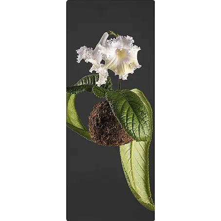 SanDesign  Handmuster Flowers