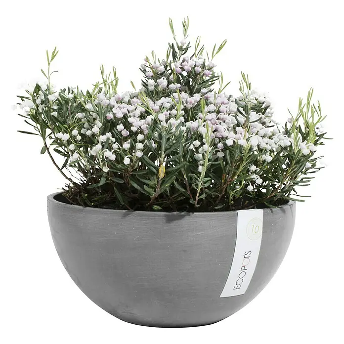 Ecopots Pflanzschale rund Brussels - Außenmaß (Ø x H): 30 x 14 cm, Kunststoff, Grau - Vorderansicht
