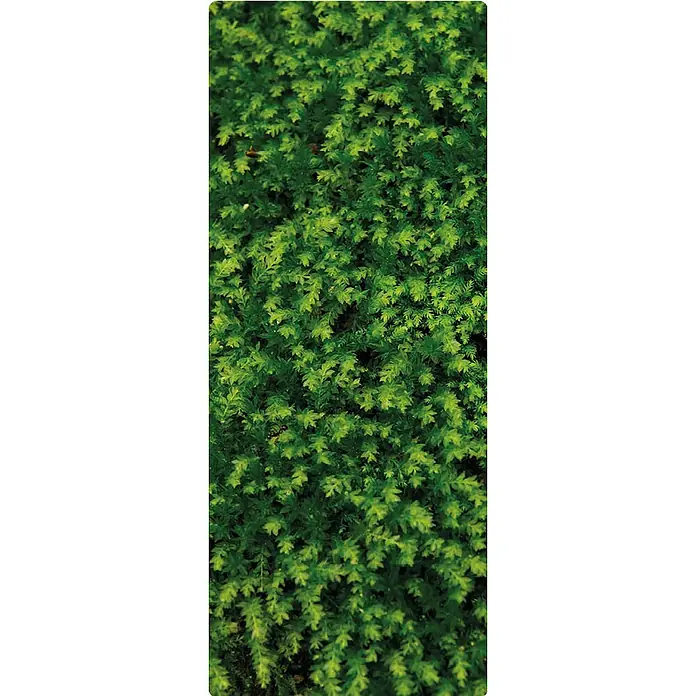 SanDesign Handmuster Fern - 17,5 cm x 7 cm x 8 mm, Bäume & Pflanzen - Draufsicht