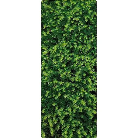 SanDesign  Handmuster Fern