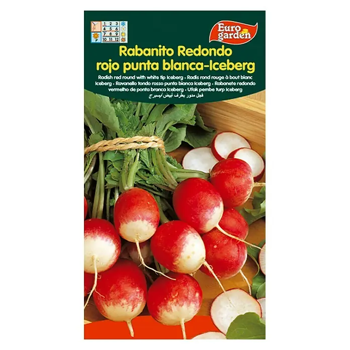 Euro Garden Semillas de vegetales Rabanito de punta blanca-Iceberg - Cosecha: Durante todo el año - Vista frontal