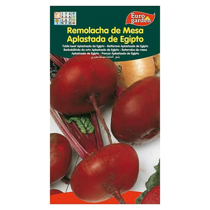 Euro Garden Semillas de vegetales Remolacha de mesa aplastada de Egipto - Cosecha: Junio - Vista frontal
