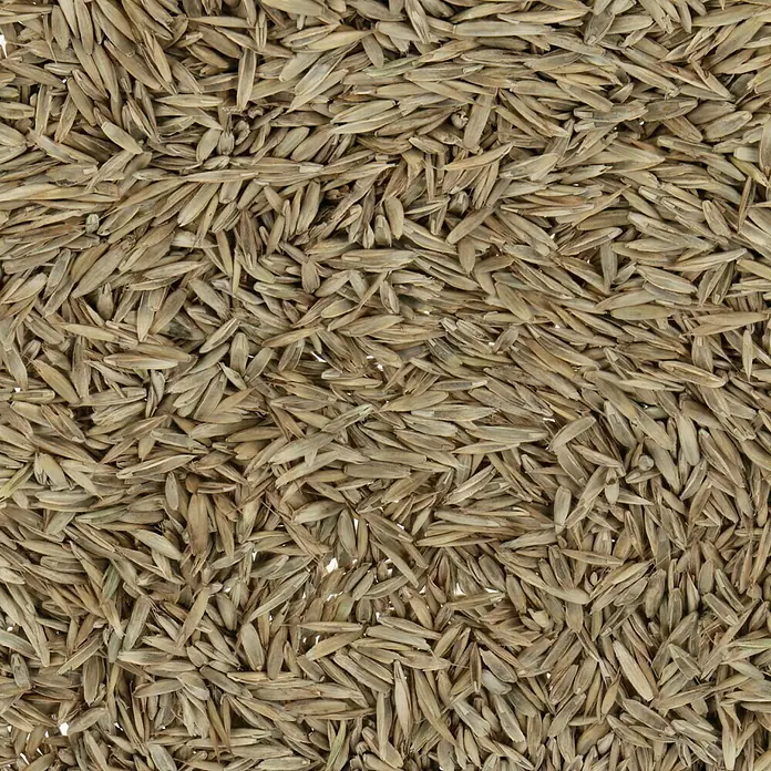 Rasensamen Universal - 1 kg, 30 m² - Detailaufnahme