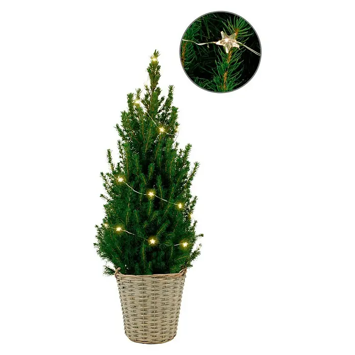 Piardino Picea glauca Conica kerstboom - Potmaat: 19 cm - Vooraanzicht