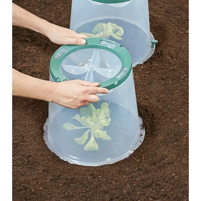 Garantia Pflanzglocke SUNNY - Höhe: 30 cm, Kunststoff - Anwendungsbeispiel