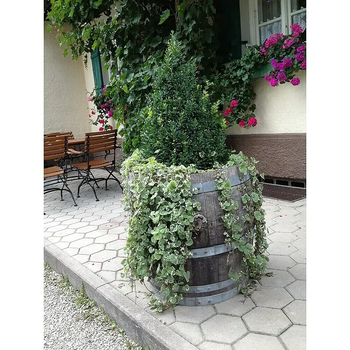 Weinfass - Ø x H: 65 x 95 cm, 225 l - Stimmungsaufnahme