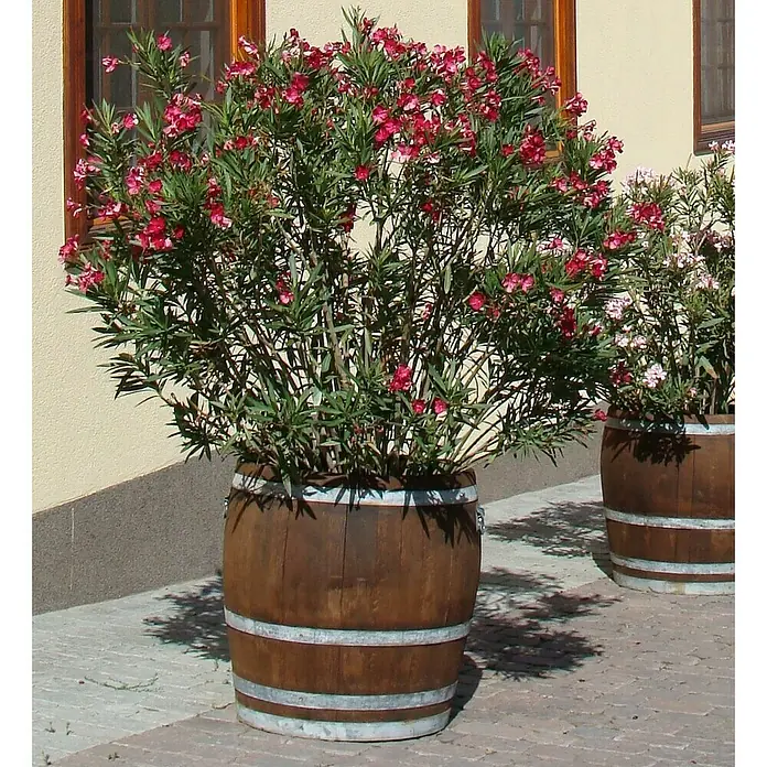 Weinfass - Ø x H: 65 x 95 cm, 225 l - Stimmungsaufnahme