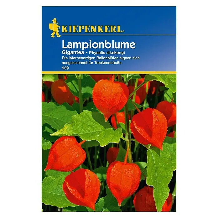Kiepenkerl Blumensamen Lampionblume - Physalis alkekengi var. franchetii, Weiß - Draufsicht