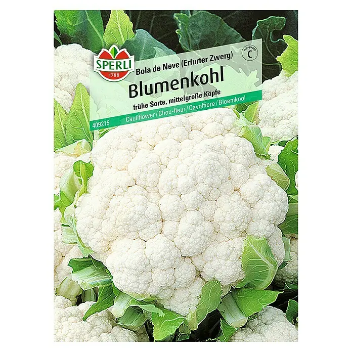 Sperli Gemüsesamen Blumenkohl Bola de Neve - Brassica oleracea, Erntezeit: Juli - Draufsicht