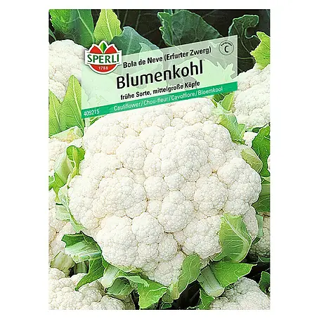Sperli  Gemüsesamen Blumenkohl Bola de Neve