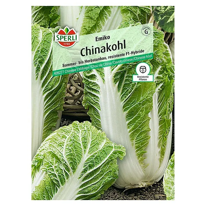 Sperli Gemüsesamen Chinakohl Emiko - Brassica rapa var. pekinensis, Erntezeit: Juli - Draufsicht