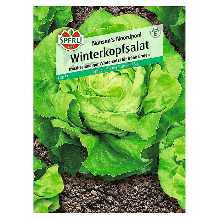 Sperli Salatsamen Winterkopfsalat - Lactuca sativa, Erntezeit: März - Draufsicht