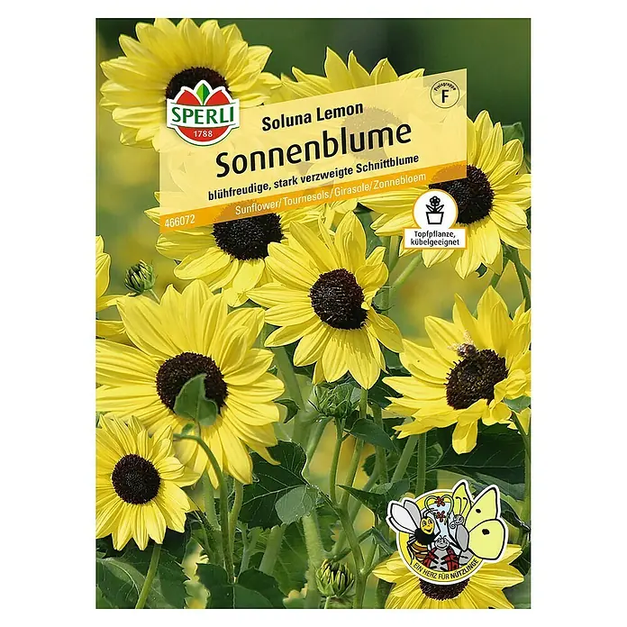 Sperli Blumensamen Sonnenblume - Soluna Lemon, Helianthus debilis, Blütezeit: Juli - Draufsicht
