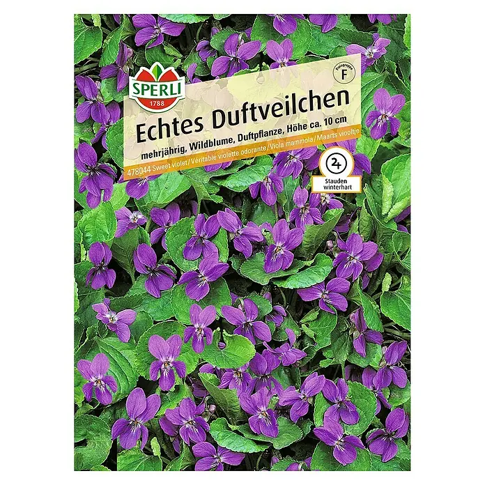 Sperli Blumensamen Echtes Duftveilchen - Viola x cornuta, Lila - Draufsicht