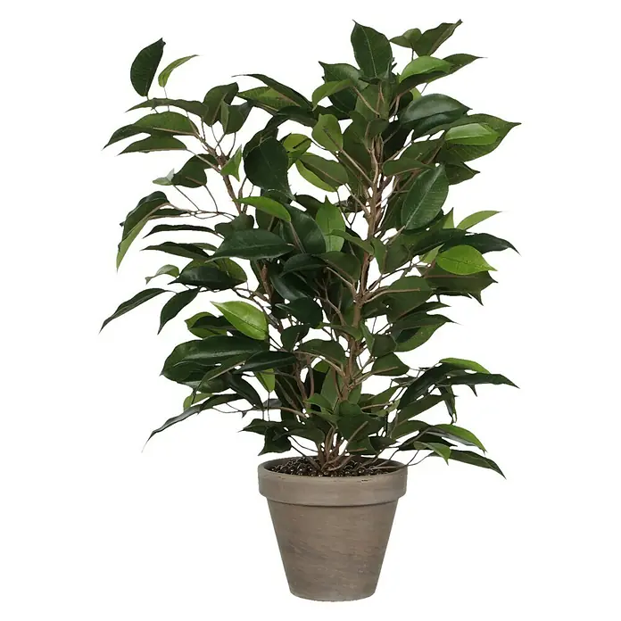 Planta artificial Ficus Natasja - Altura: 40 cm, Verde, Plástico - Vista frontal