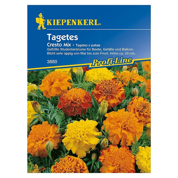 Kiepenkerl Profi-Line Blumensamen Studentenblume - Tagetes patula, Cresto Mix, Blütezeit: Mai - Draufsicht