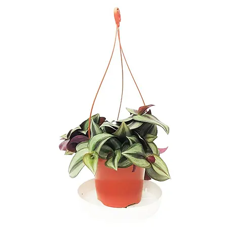 Piardino  Tradescantia zebrina