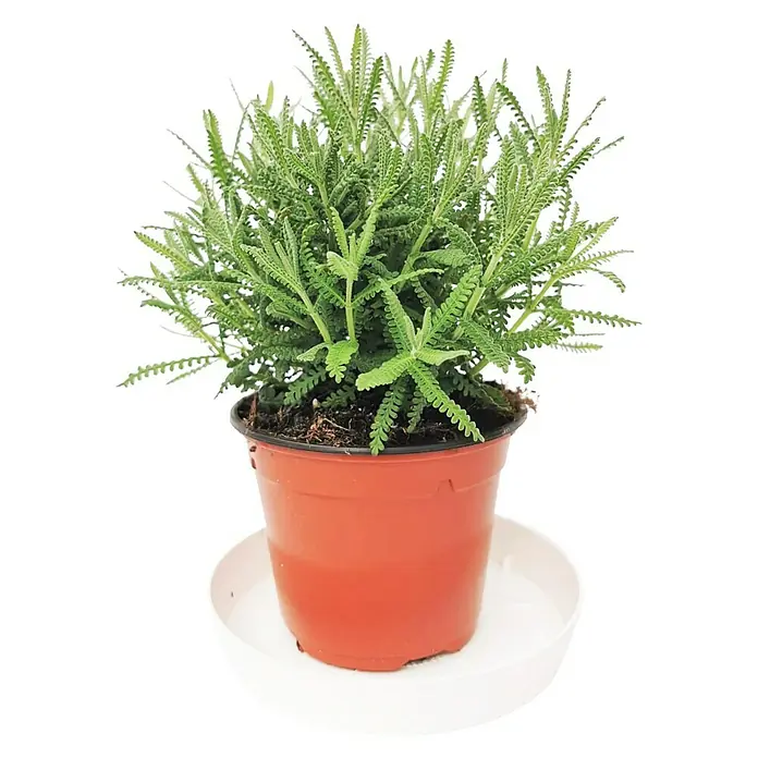 Piardino Lavanda - Lavandula angustifolia, Violeta - Vista frontal