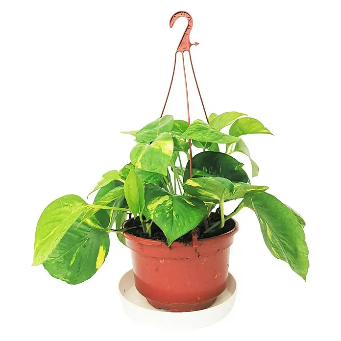 Piardino Poto - Epipremnum aureum, Tamaño de maceta: 15 cm - Vista frontal