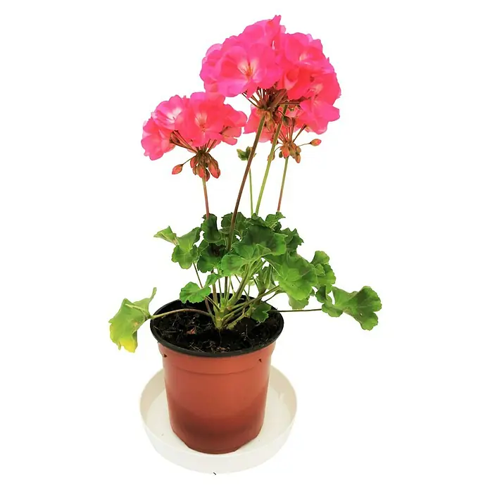 Geranio zonal - Pelargonium zonale, Tamaño de maceta: 17 cm, En función de la variedad - Vista frontal